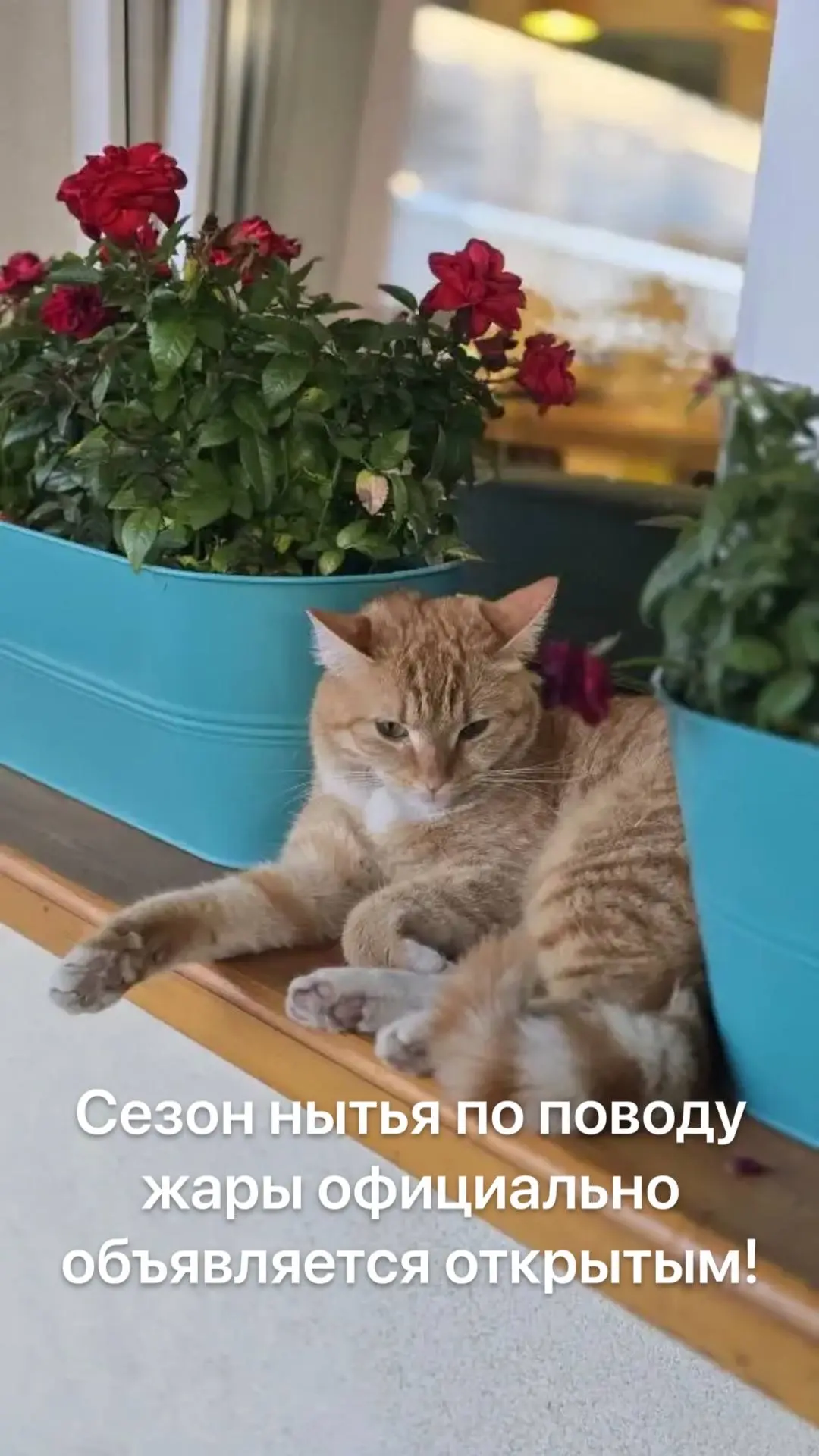 Мы в салонах запустили охлаждающие СПА - Лемонграсс и Арбуз 🤪