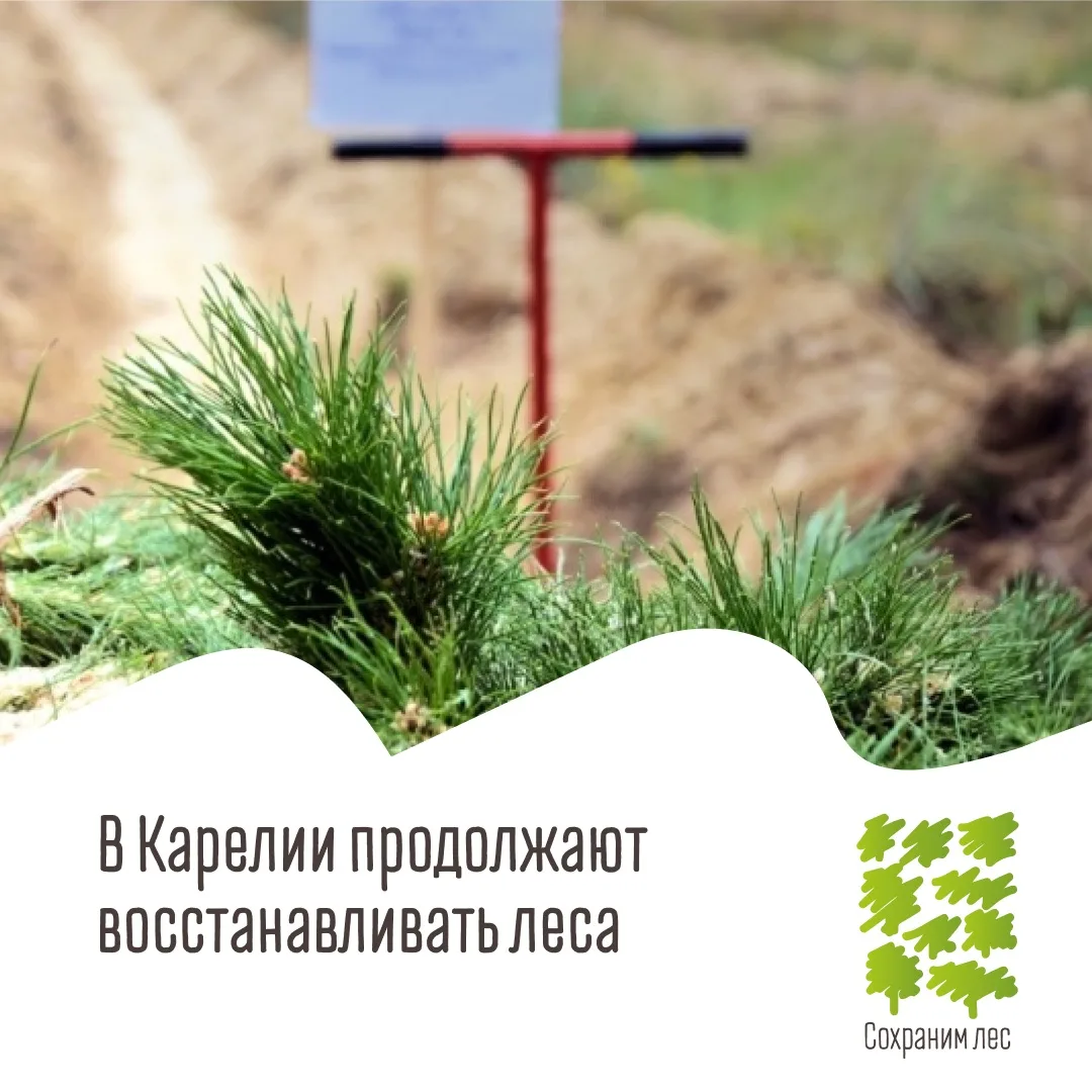 В Карелии идет большая работа по восстановлению лесных массивов