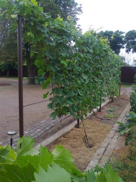 Как укрыть виноград на зиму 🤔🍇