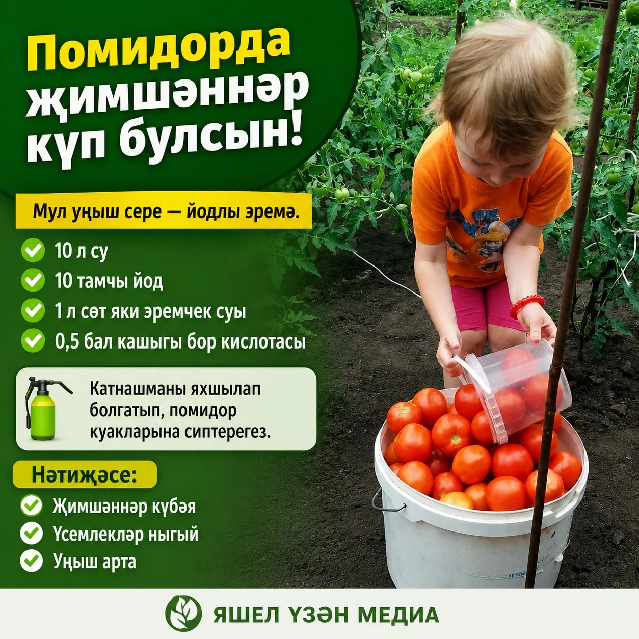 🍅 Помидорларыгыз мул уңыш бирсен дисәгез, бу киңәшләрне саклап куегыз!

Йодлы эремә фитофторадан са
