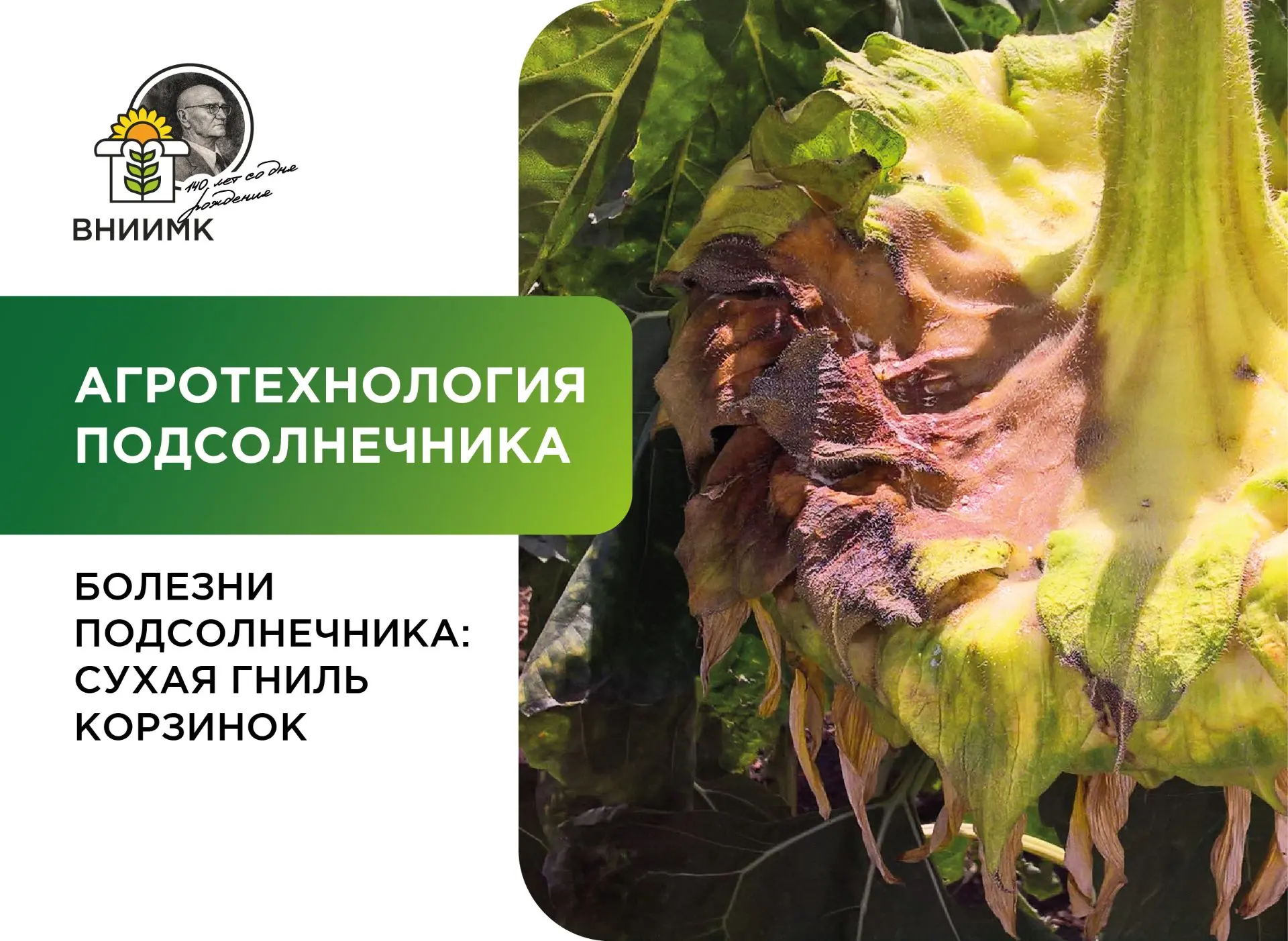 Болезни подсолнечника: сухая гниль корзинок