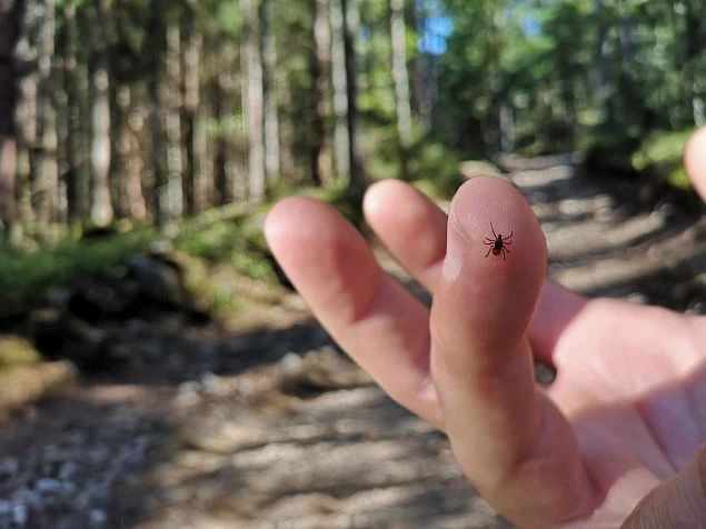 🕷 В Татарстане число выявленных случаев клещевого боррелиоза всего за неделю выросло н...