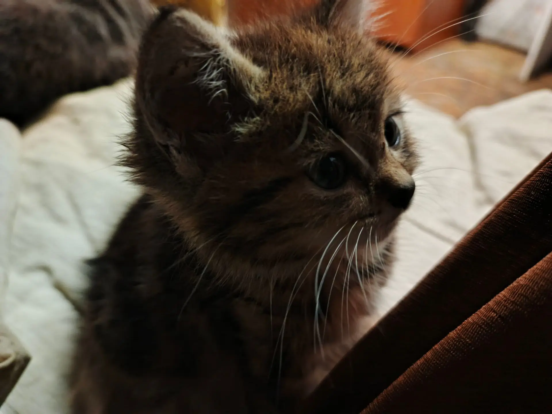 Еще кит🐾