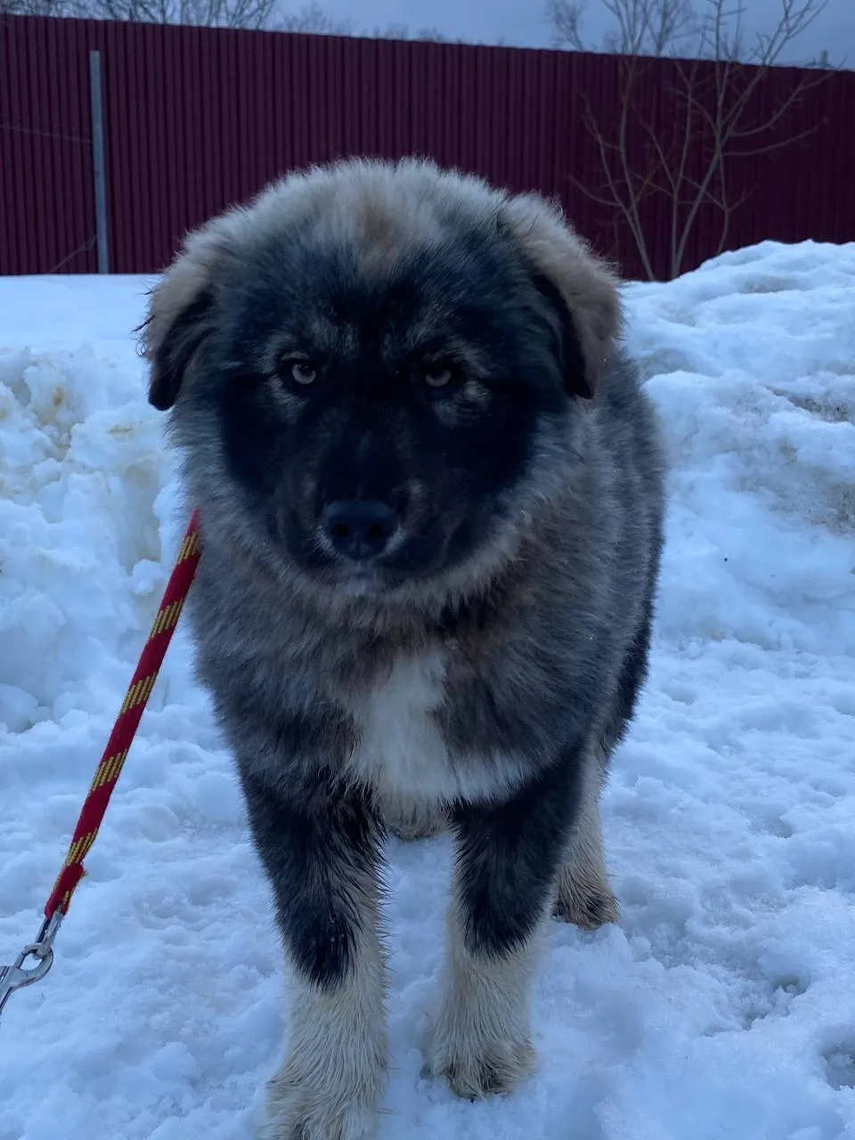 🐶Найден щенок