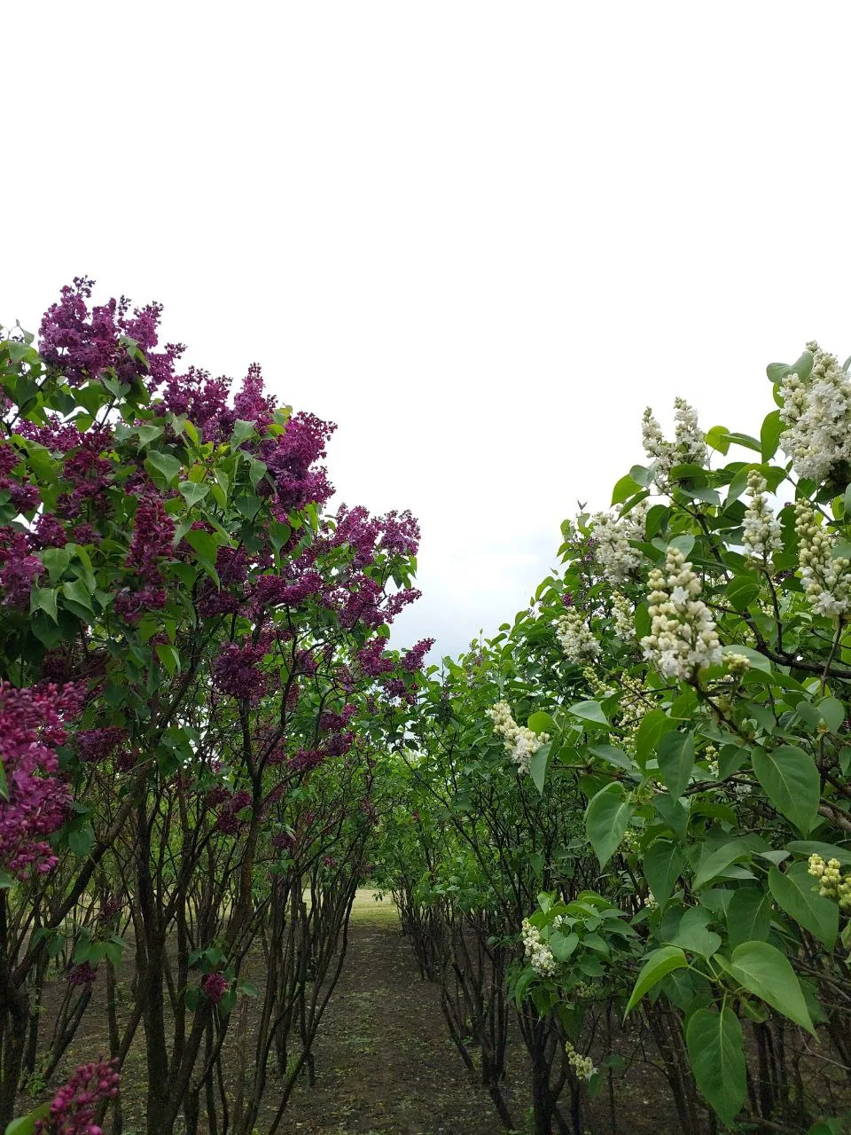 🌸 Ловим весну за хвост: главные события на Липецкой земле   ✨ Впереди — самые яркие весенние события
