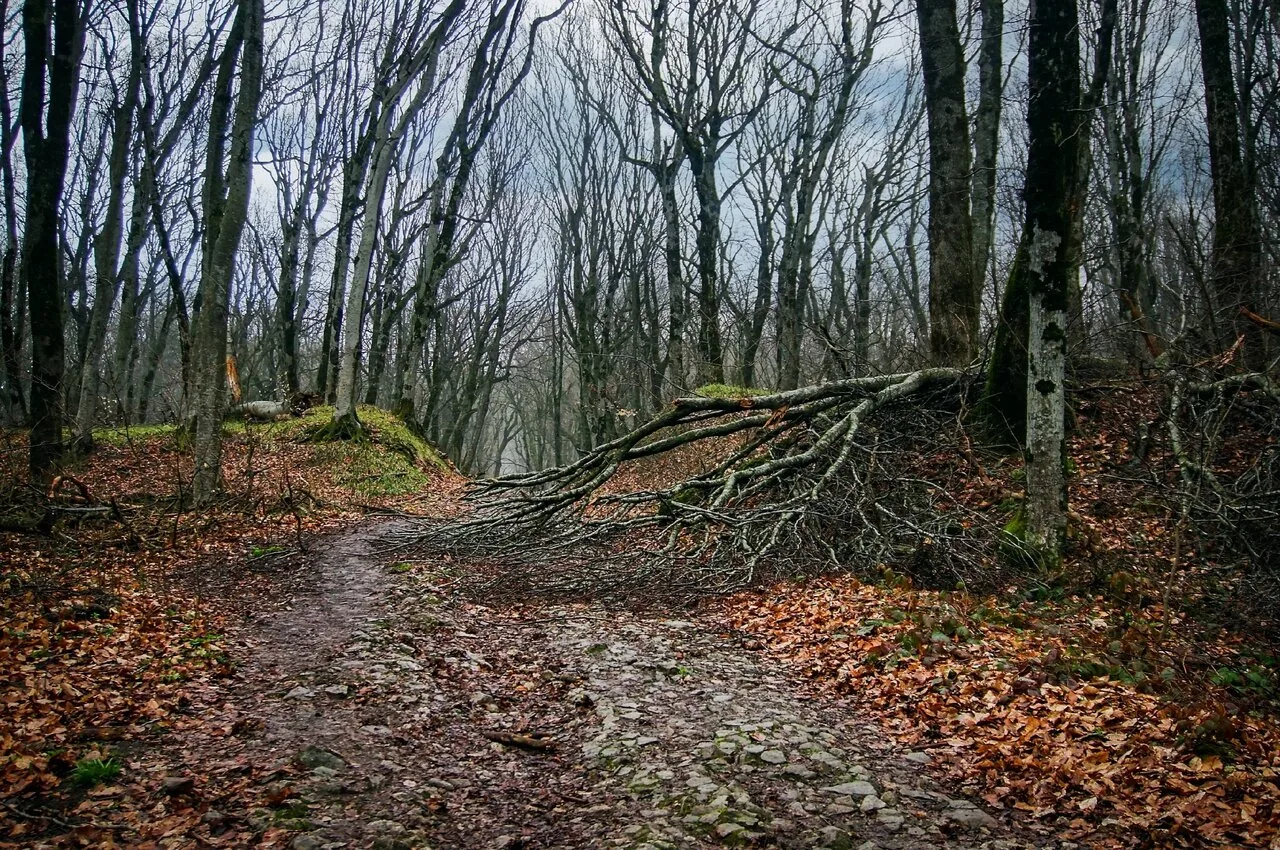 Бeштаугopcкий леc. Стaвpoпoльский кpай
~Путешествия landscape~

🍿Природа и Путешествия  - Подписать