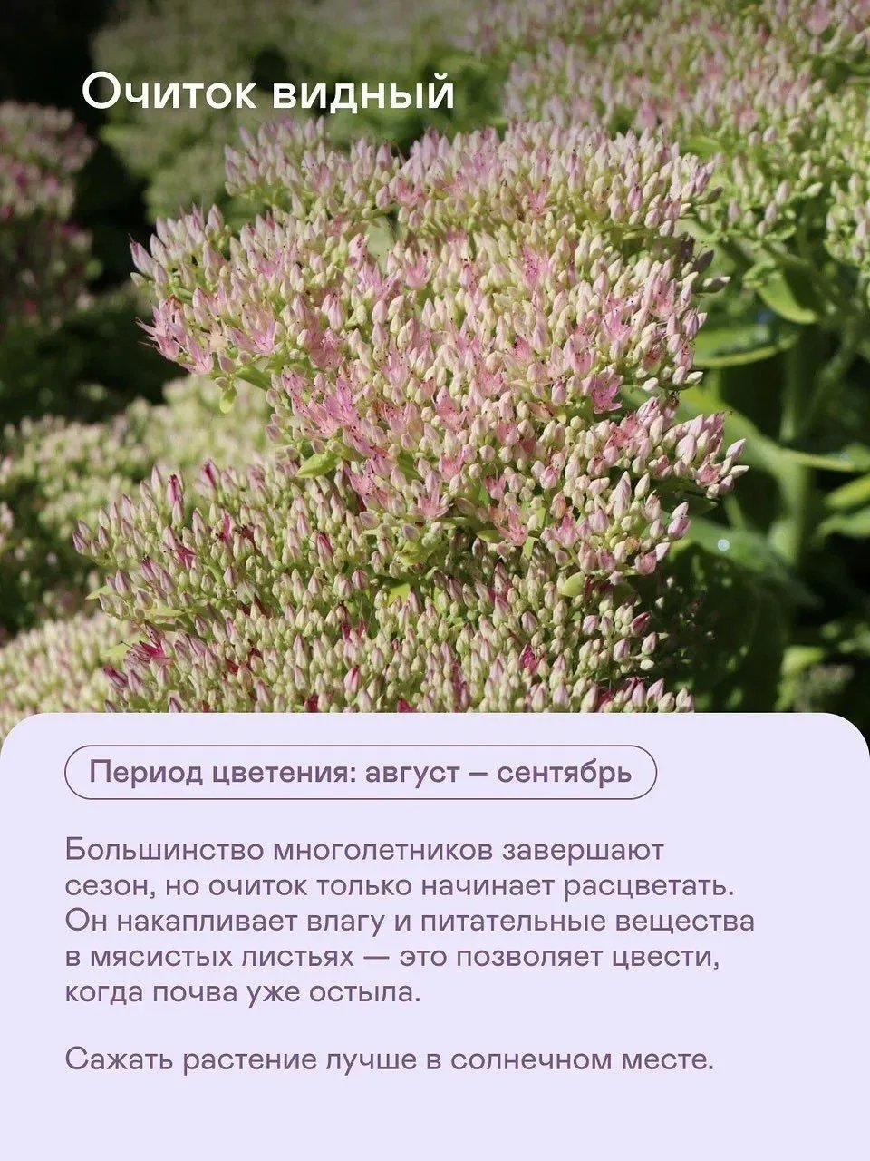 🔢долгоиграющих растений — чтобы продлить лето
