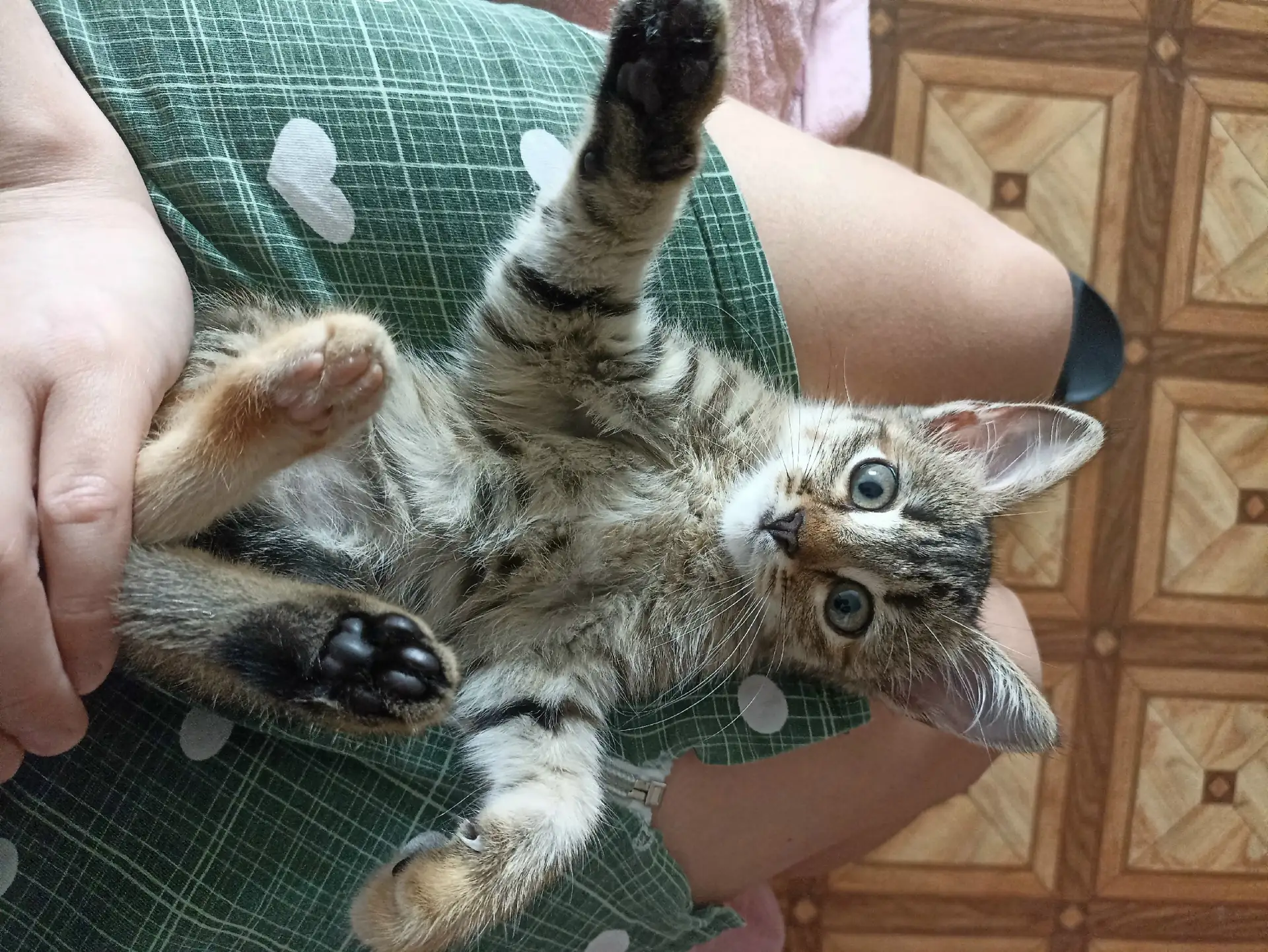 Подкинули котëнка, красивая девочка, 1,5-2 мес. Кушает, ходит в лоток, ищет себе заботл...