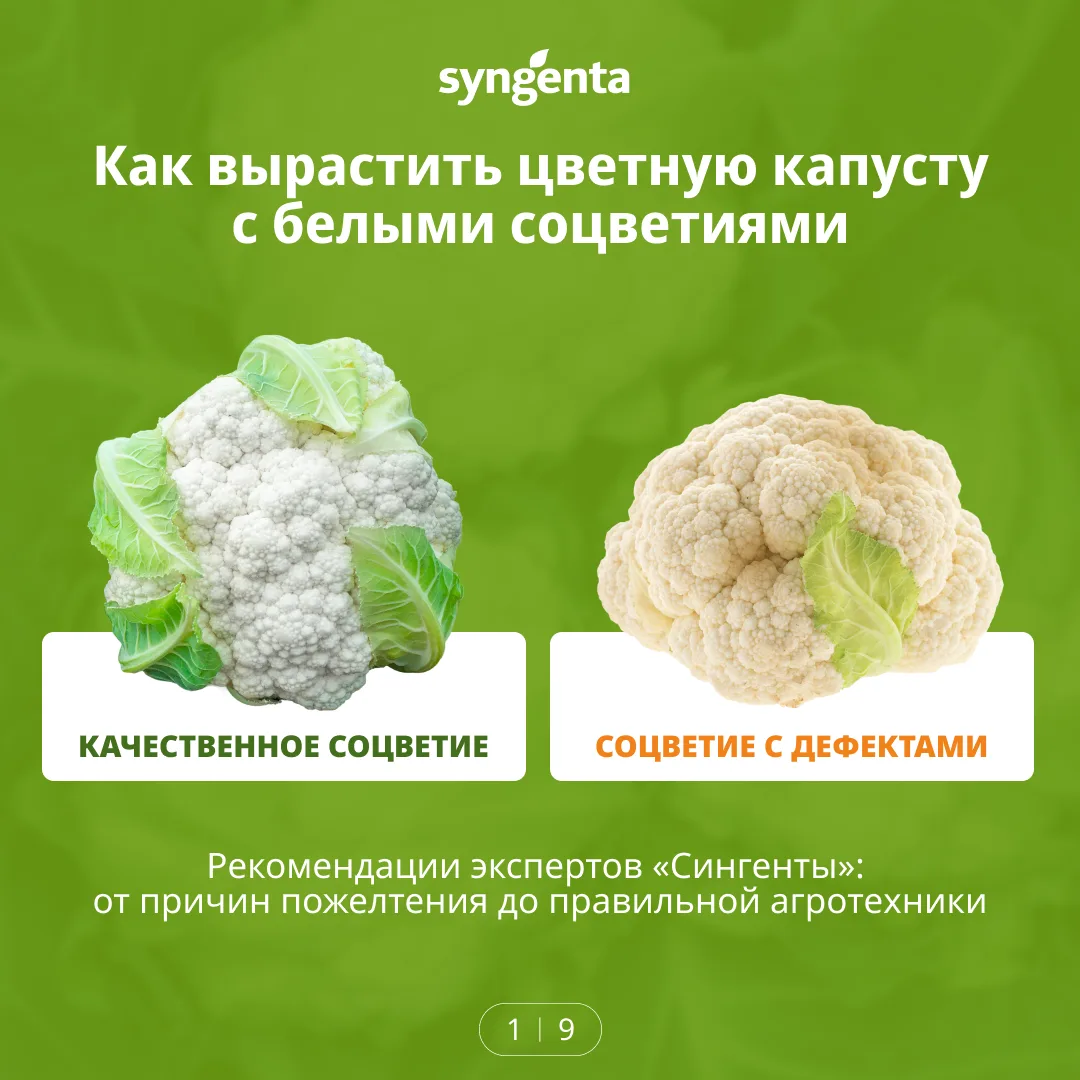 #Syngenta_вопрос_эксперту #Syngenta_полезное