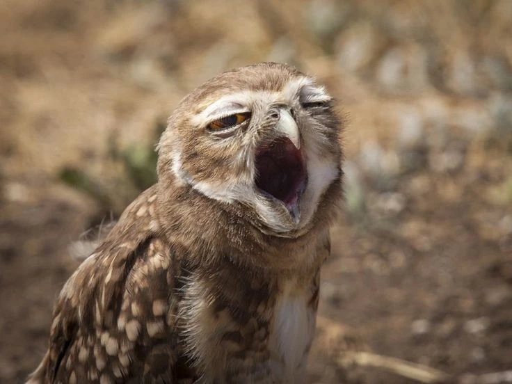 Я 🦉 приглашаю ТЕБЯ пригласить МЕНЯ на кофе☕️🤎
