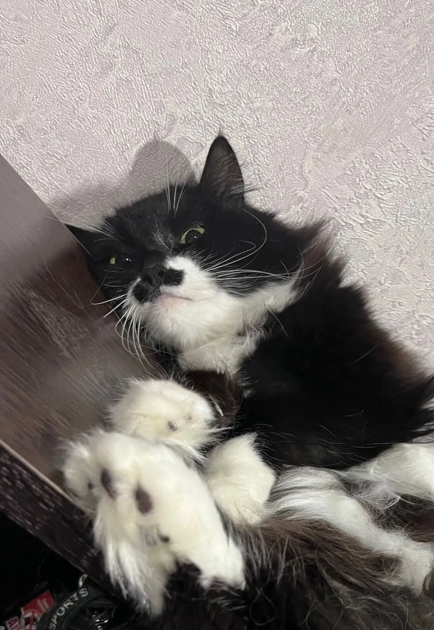 ВНИМАНИЕ! РОЗЫСК!
Киря Невская 
Пропала кошка, во 2 микр. Нашедшему или увидевшему, просьба - сообщи
