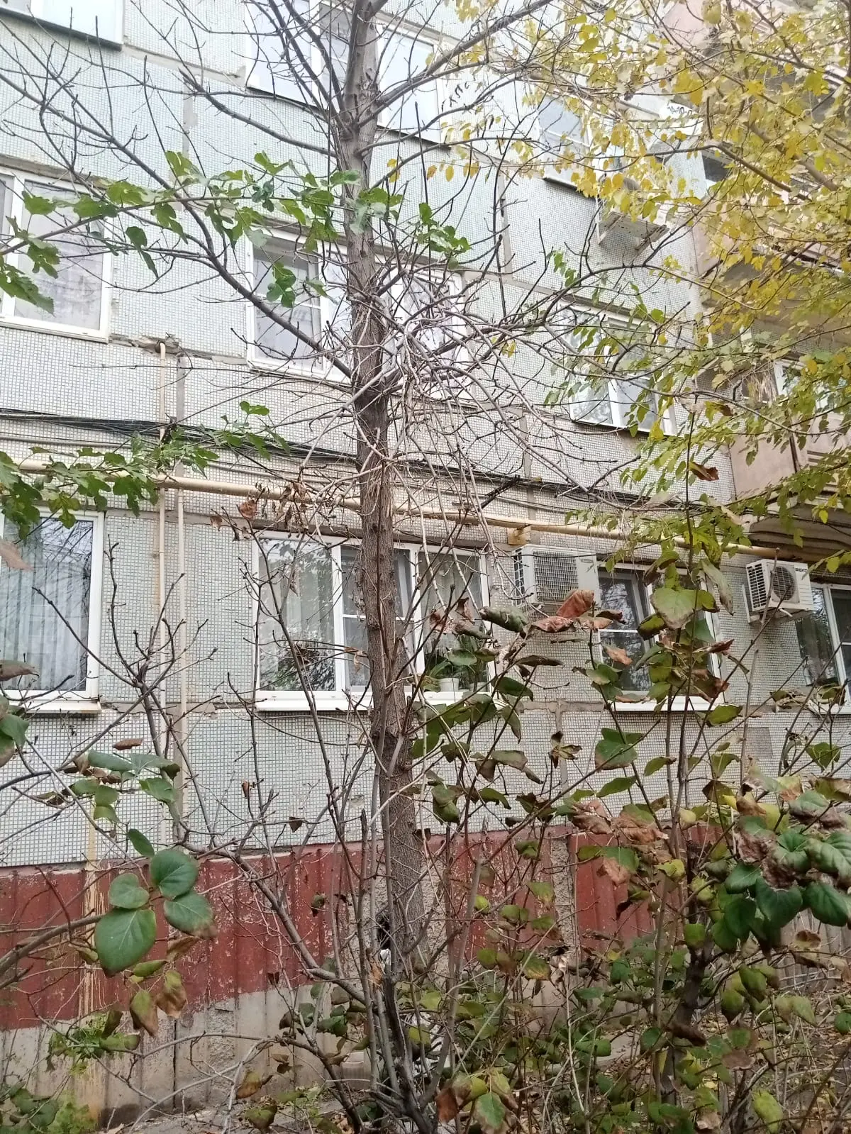 🌳 Работы на придомовой территории  Команда УК «АЖС» провела опиловку деревьев на придомовой территор