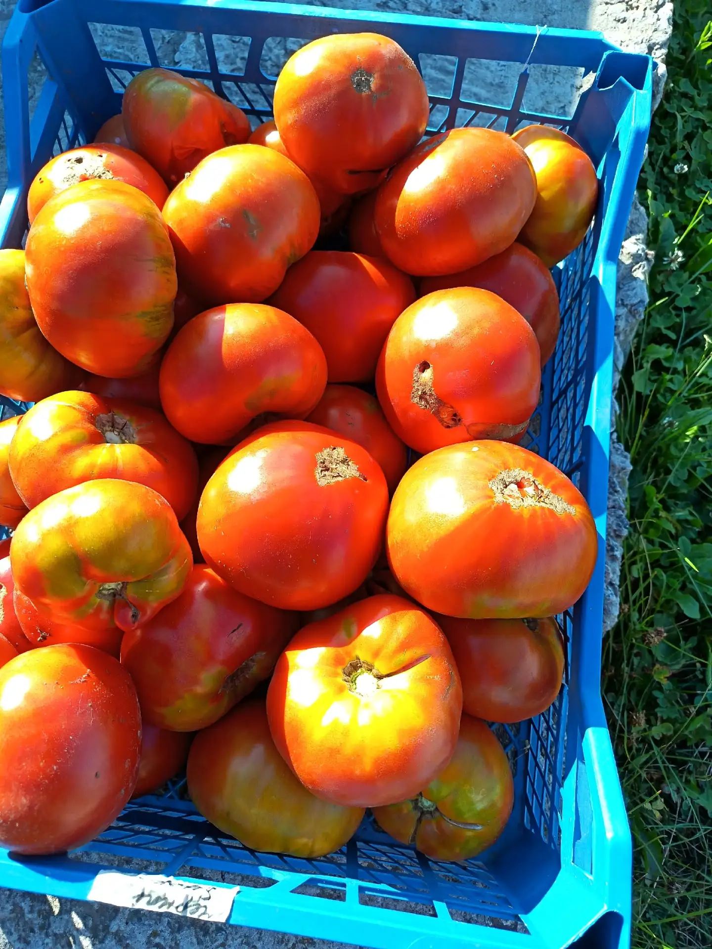 Продам помидор, крупные мясистые, на еду, сок. 120 кг тел. 89513102920