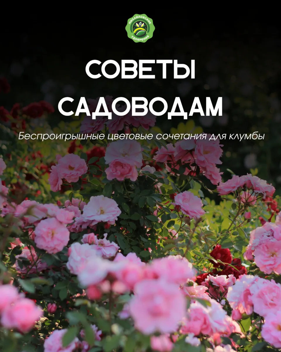 🎨 Цвет — это один из главных секретов красивой клумбы. Правильно подобранные оттенки делают цветник
