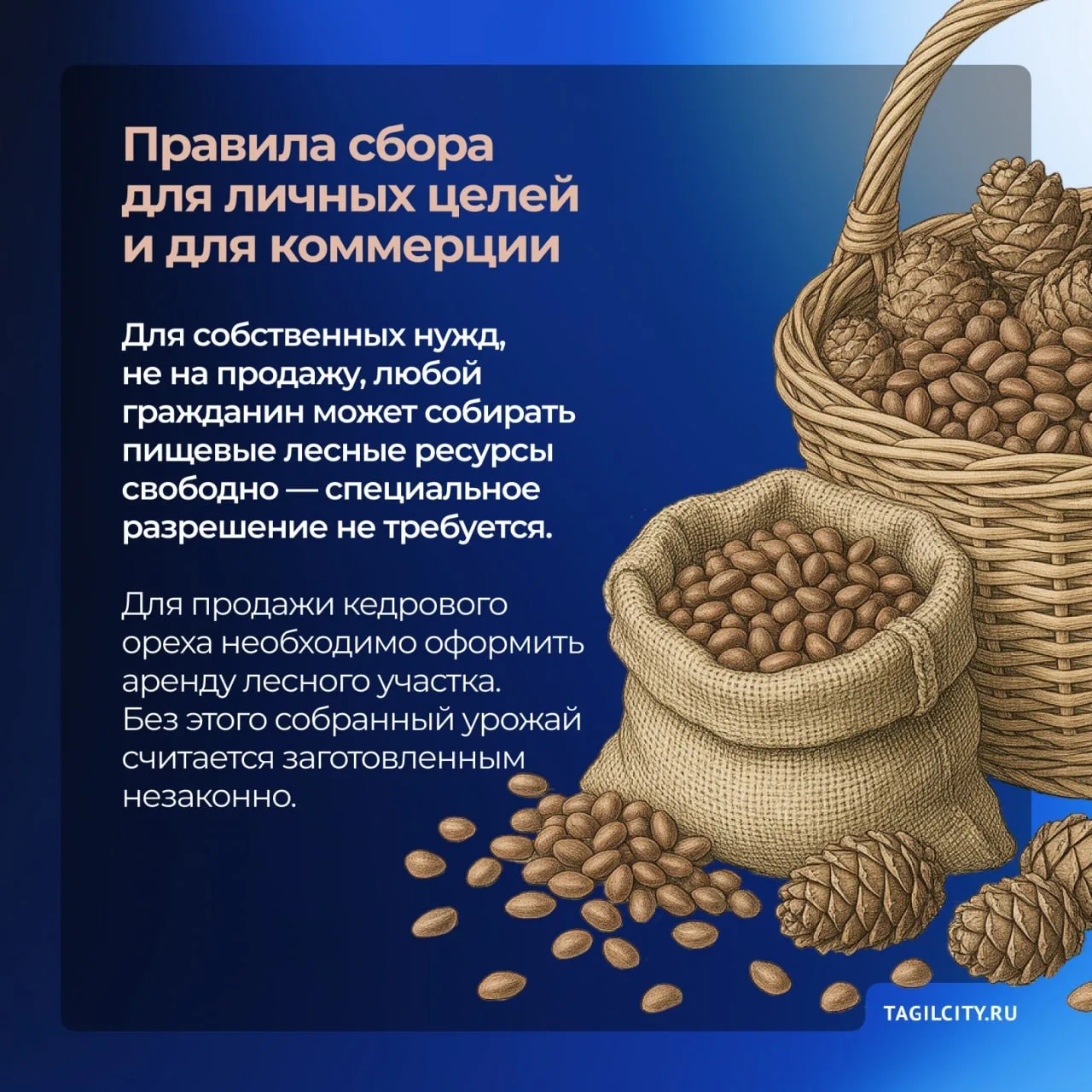 🍂 Кедровый сезон в Свердловской области