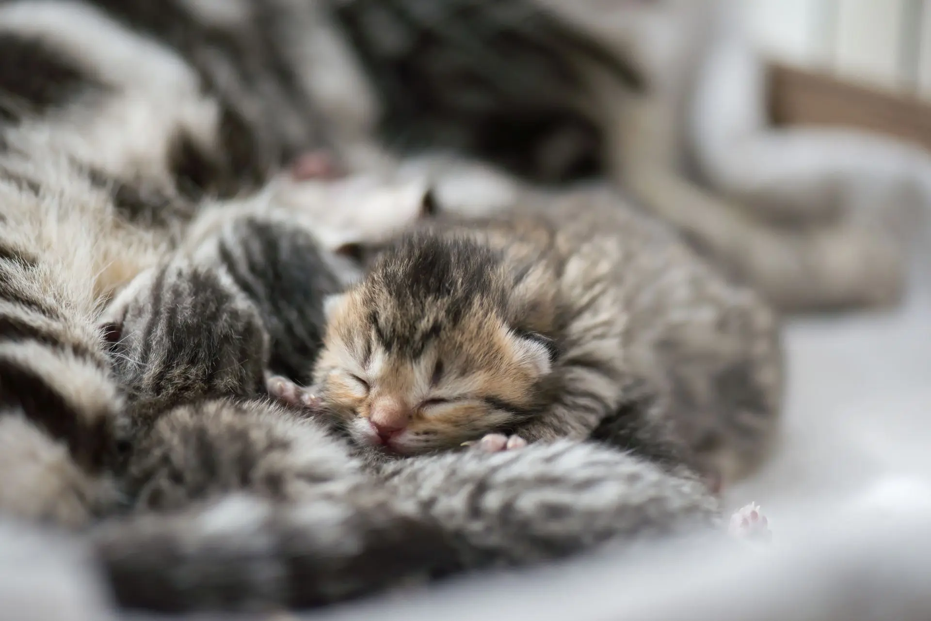 Один, пять или все десять — сколько котят может родить кошка?