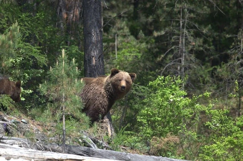 Медведи четырежды вышли к людям на севере Красноярского края