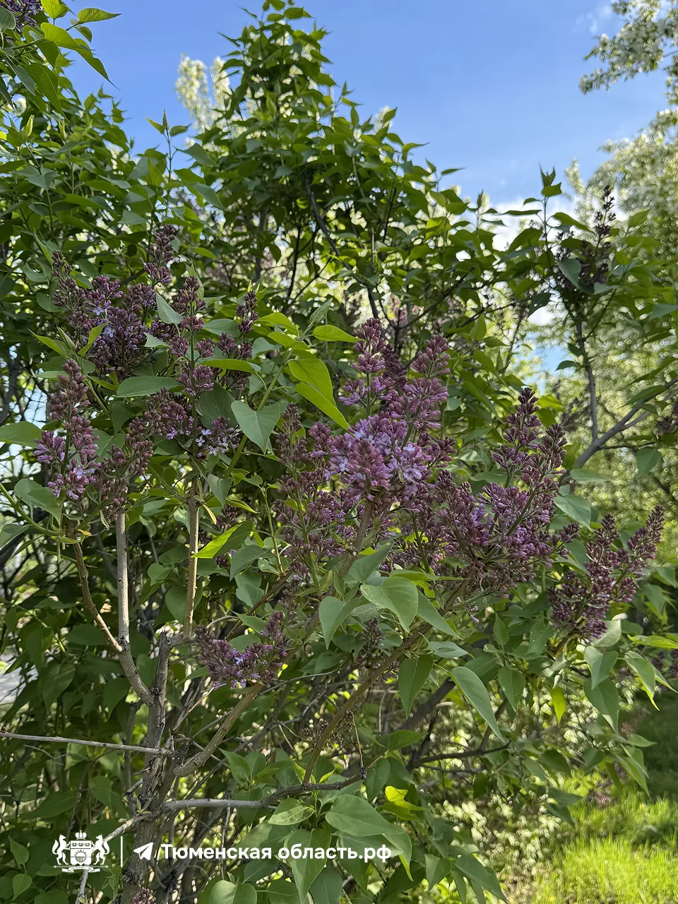🌸 В Тюмени начала распускаться сирень!   Наш город становится все ярче. Совсем скоро его окутают аро