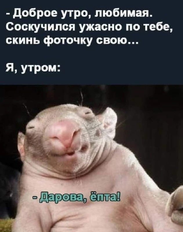 🦊 Весёлые Картинки  !
