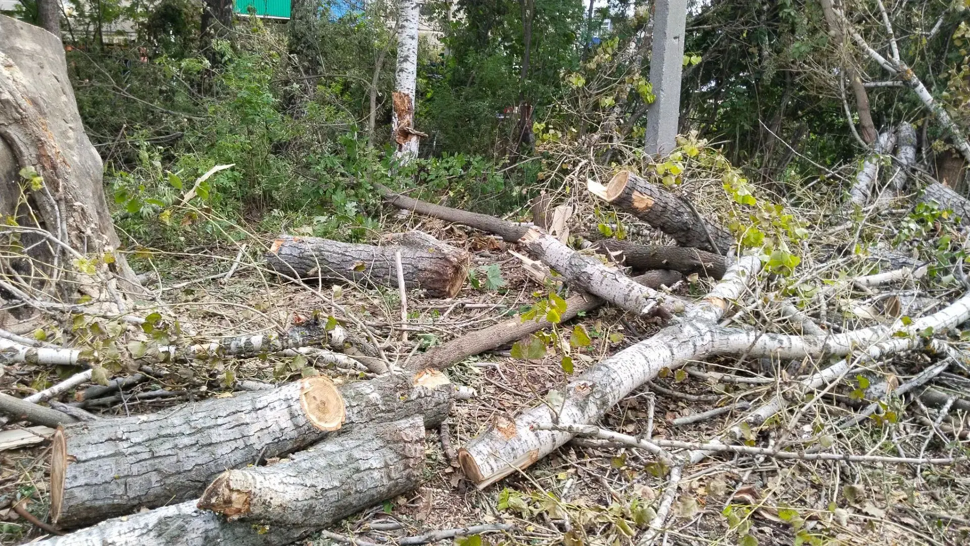 На прошлой неделе совместно с бригадой от МБУ г. Благовещенска в течение 2- х дней спил...