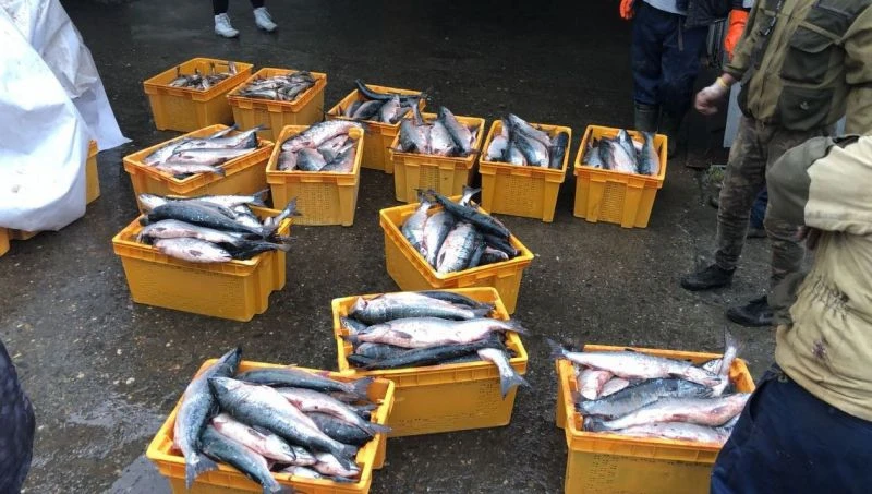 📌 Рыбинспекторы на Камчатке за неделю изъяли более 400 кг браконьерских уловов