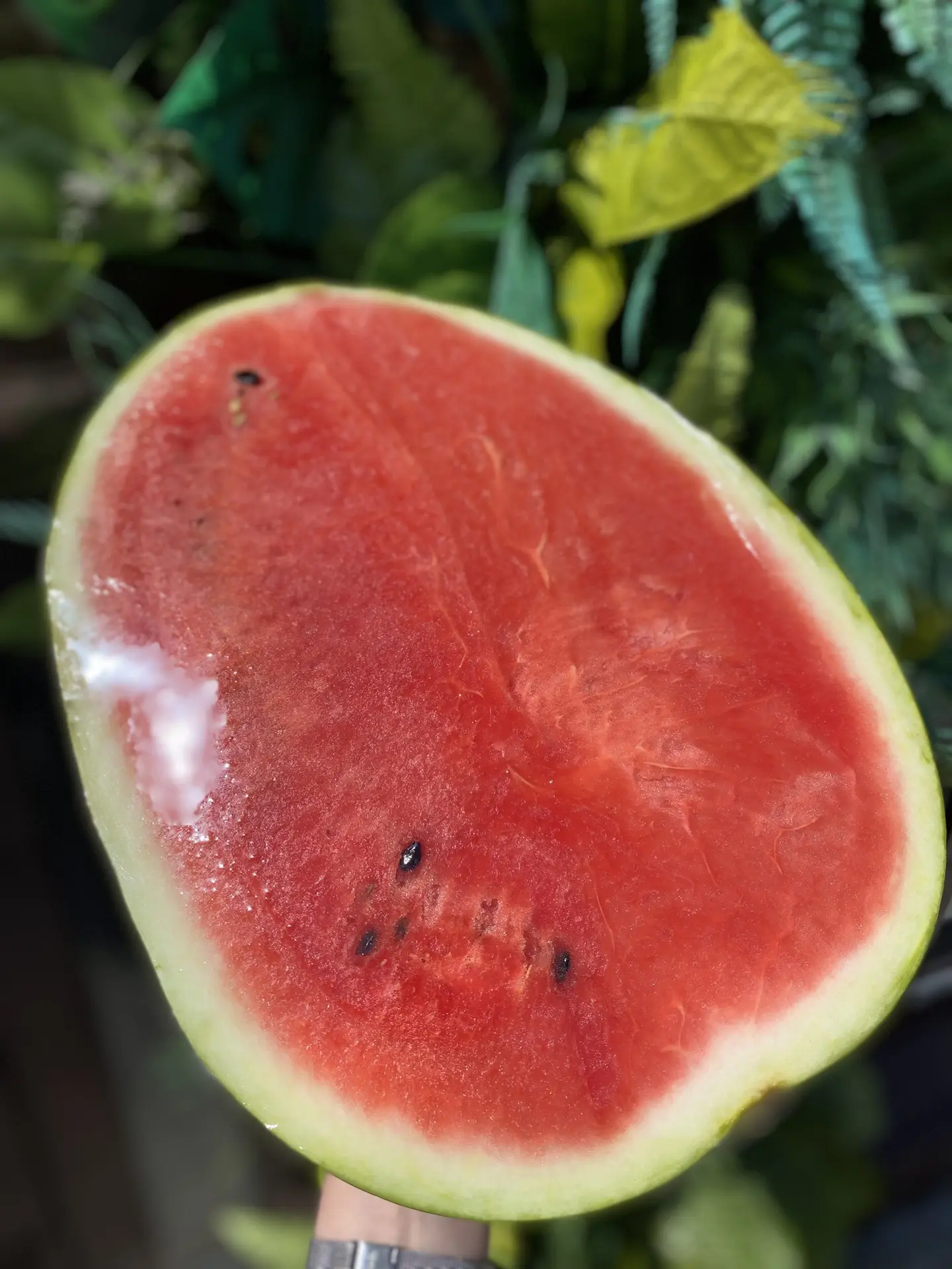 Свежая поставка узбекистанского арбуза 🍉 

99₽/кг