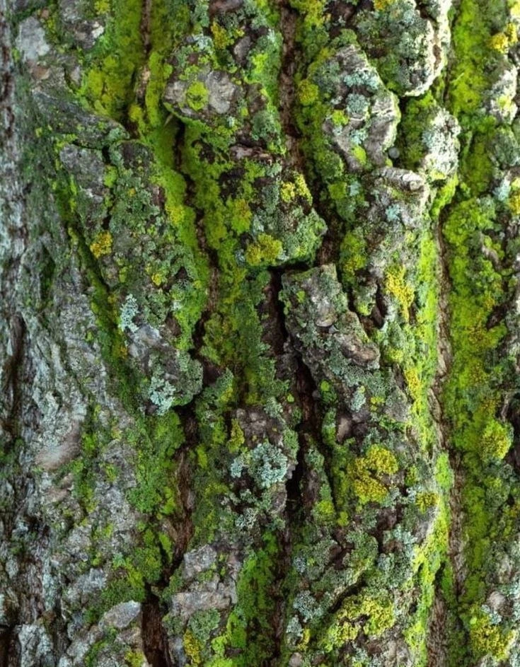 🌳 Трескается кора у дерева