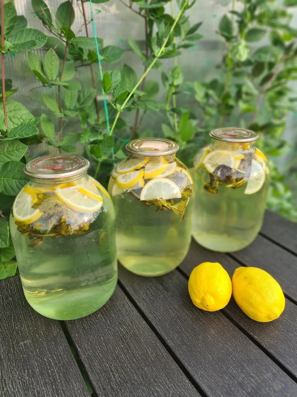 МОХИТО на зиму🌿🍋