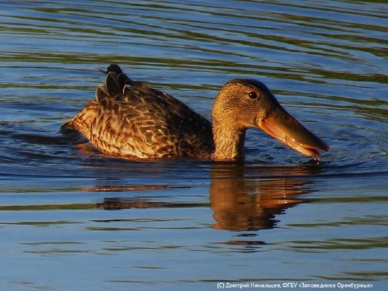 🦆 Сирано де Бержерак утиного мира. Кто это?