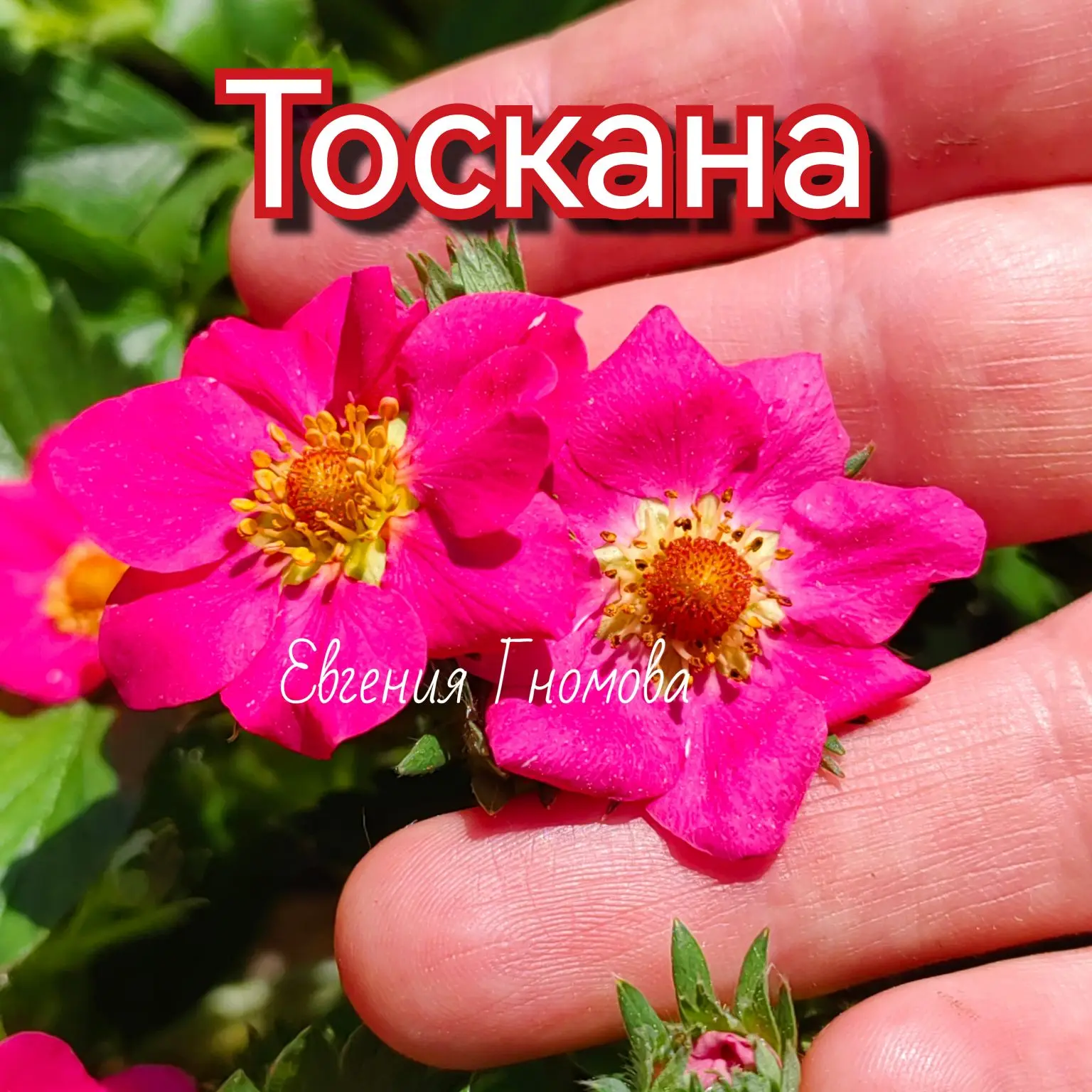 Цветет красавица ТОСКАНА 🌸🍓
