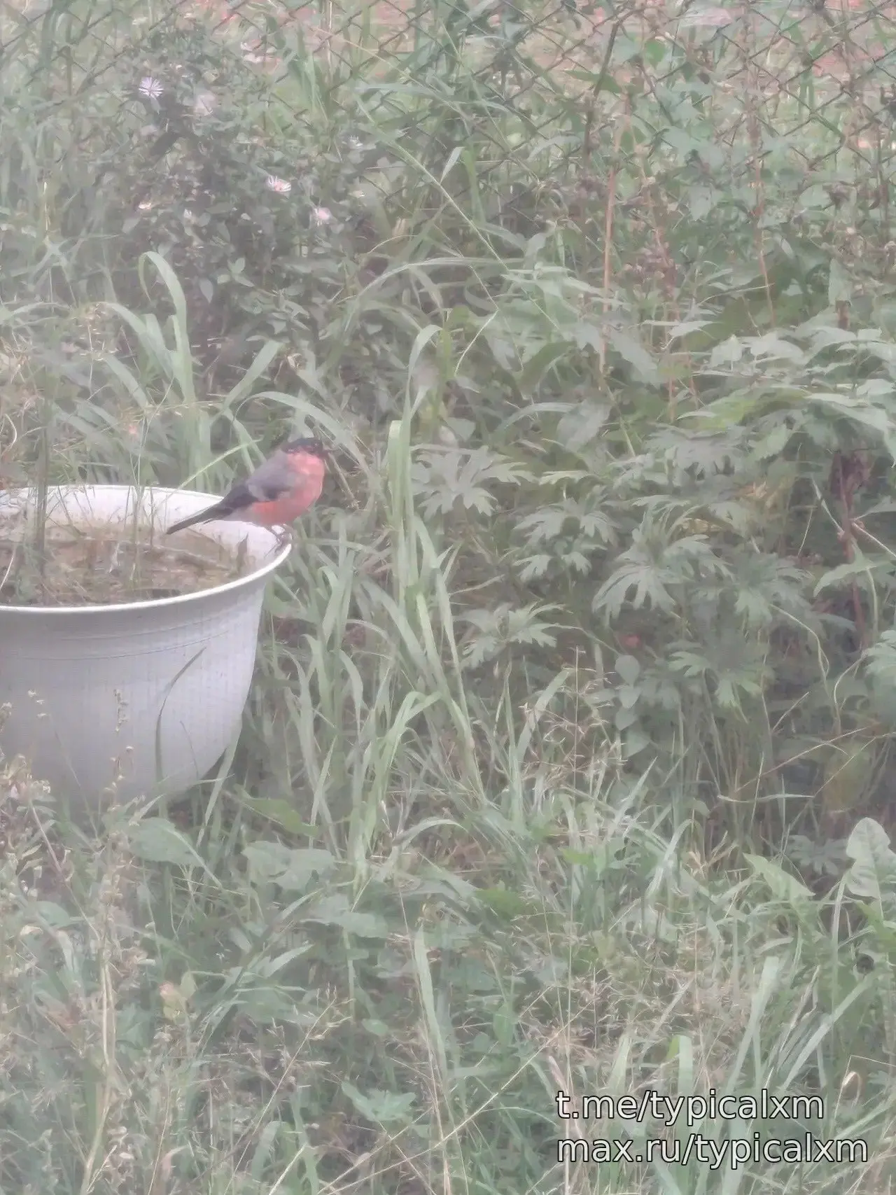 Уже прилетели снегири. 🐦