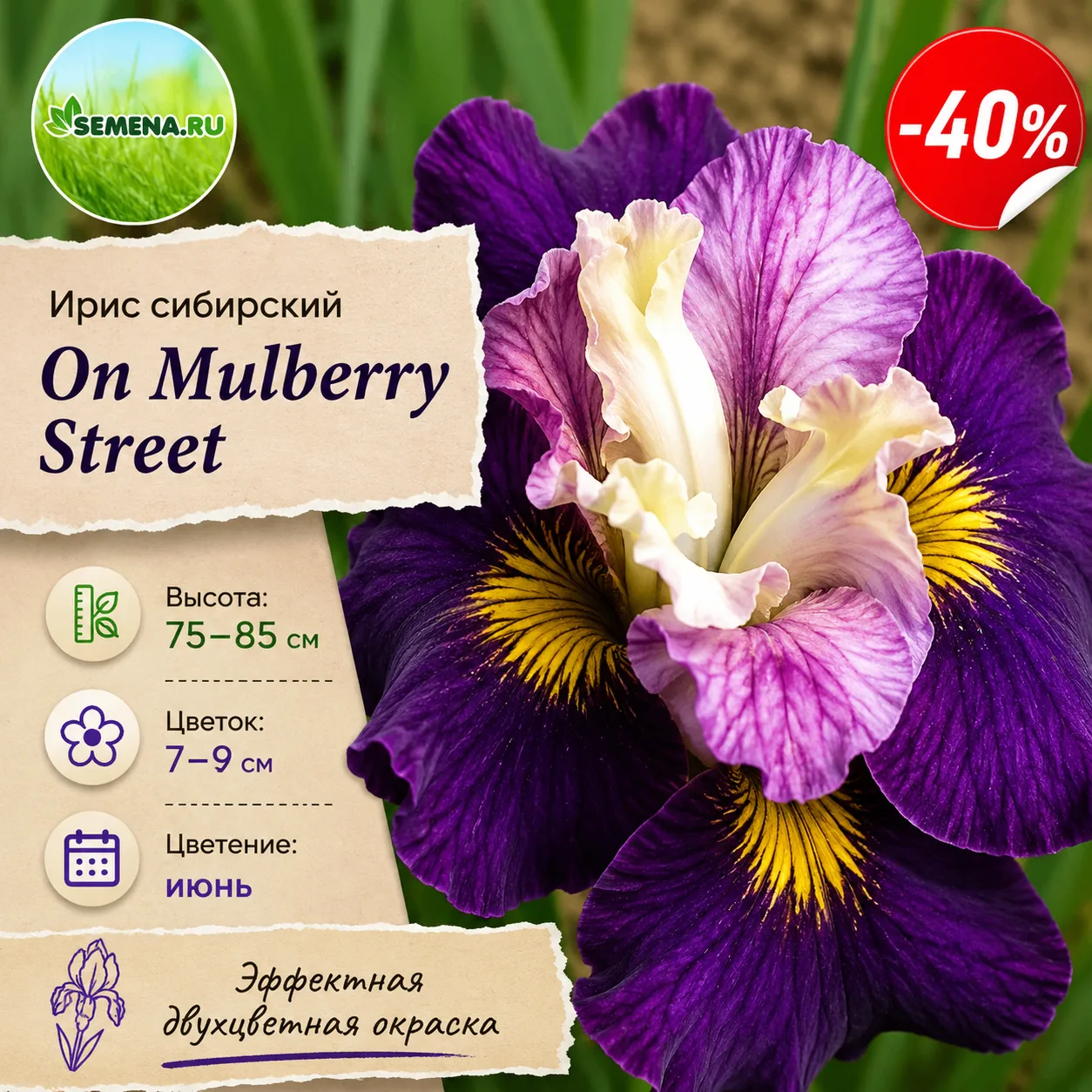🌸 Ирисы, которые меняют весь цветник