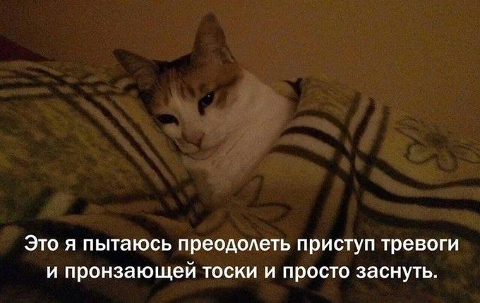 Мемы в MAX