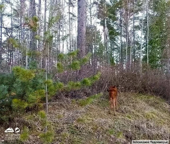 Важные новости к этому часу!

В Забайкальском нацпарке показался лосёнок 🫎 
Малыш гулял вместе с ма