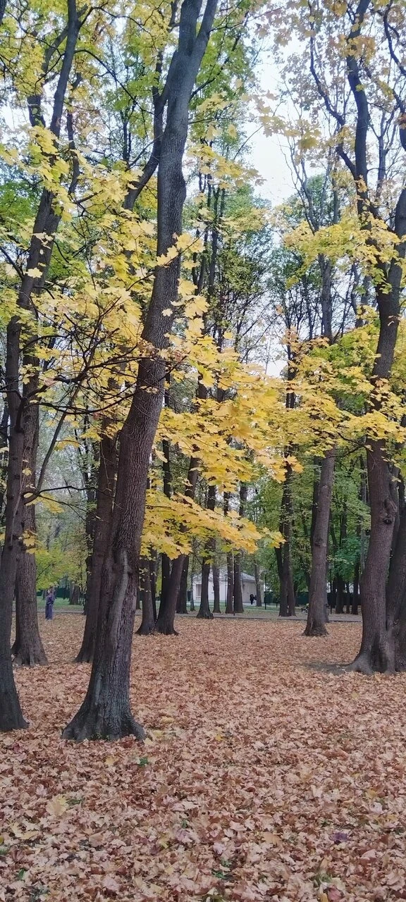 В Москве чудная золотая осень. Красочнее в этом году уже не будет 🔥