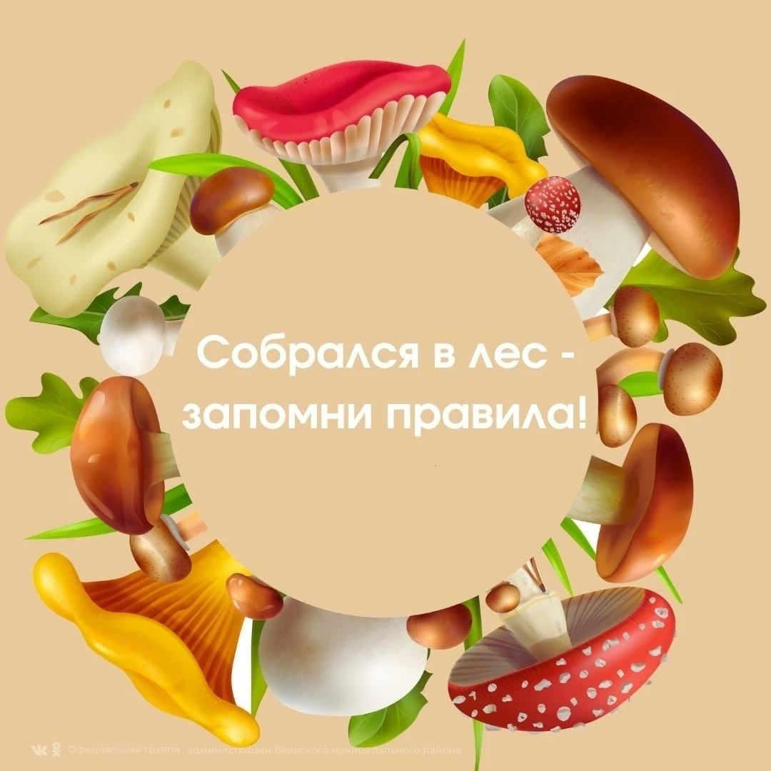 ☝Собрался в лес - запомни правила!