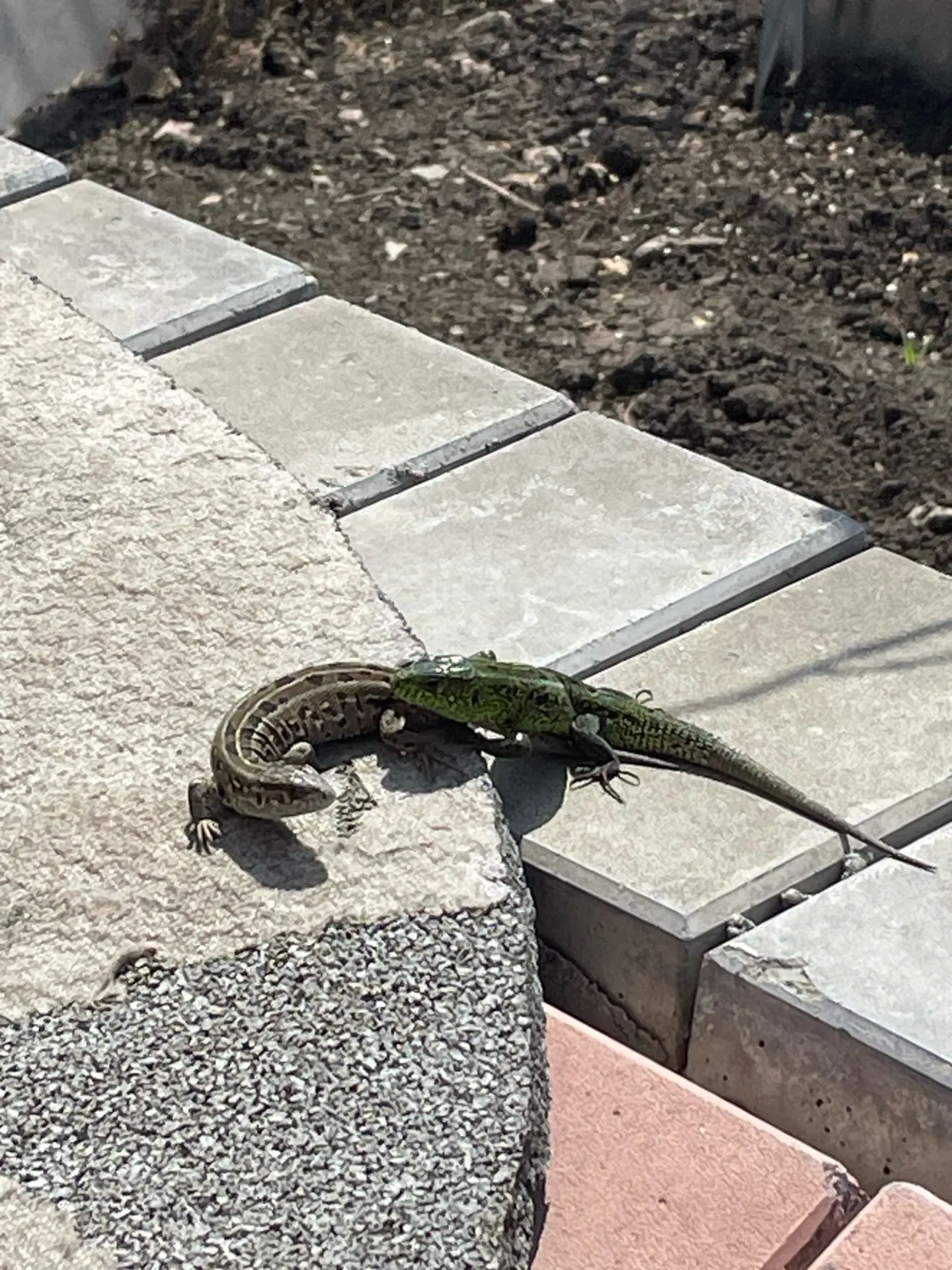 Вот такие ящерки 🦎 весной бегали на даче🦎 у Шестакова Серёжи 💚 Спасибо, что поделили...