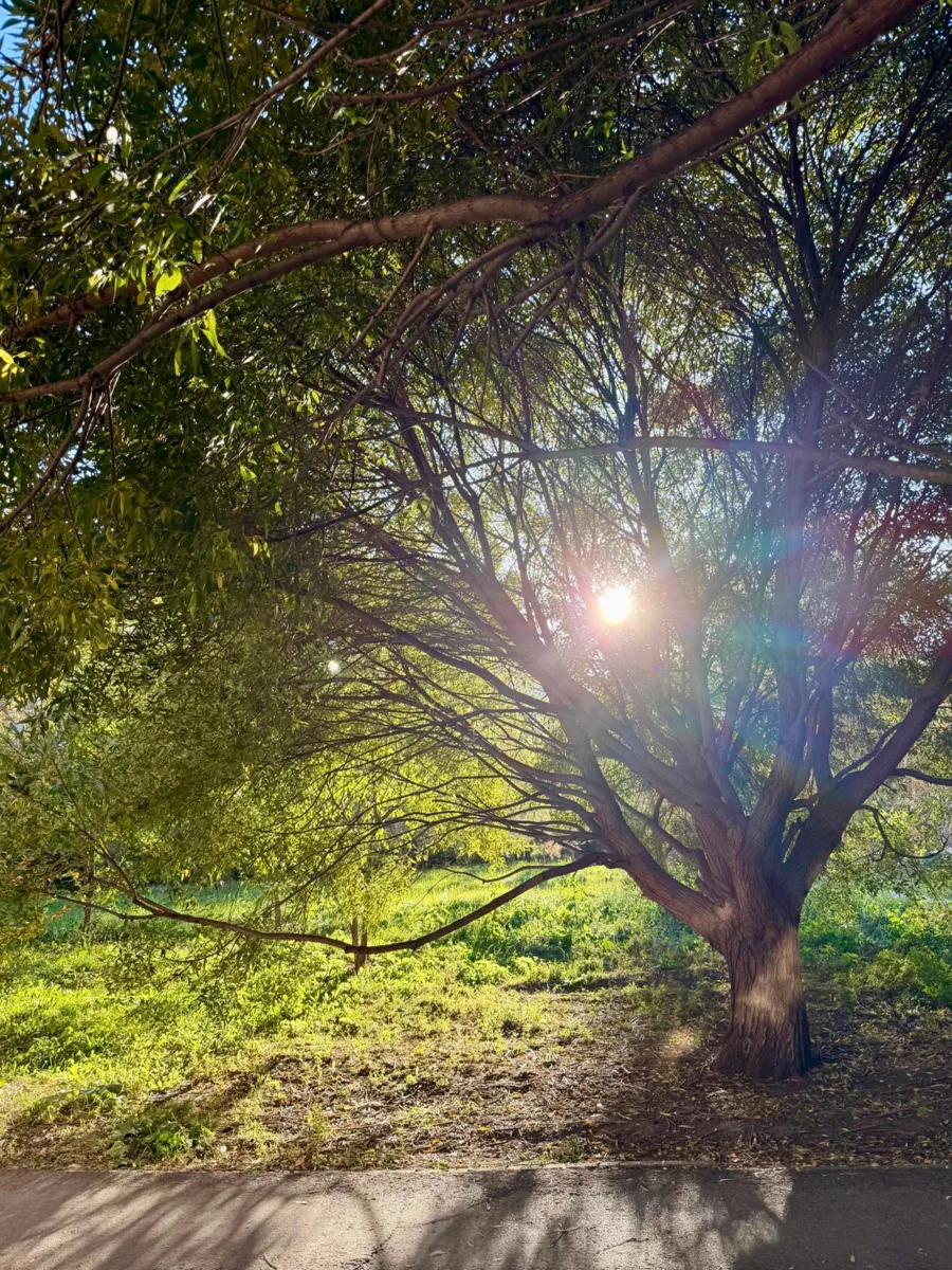 Солнце нашло самое красивое место, чтобы появиться в кадре ☀️