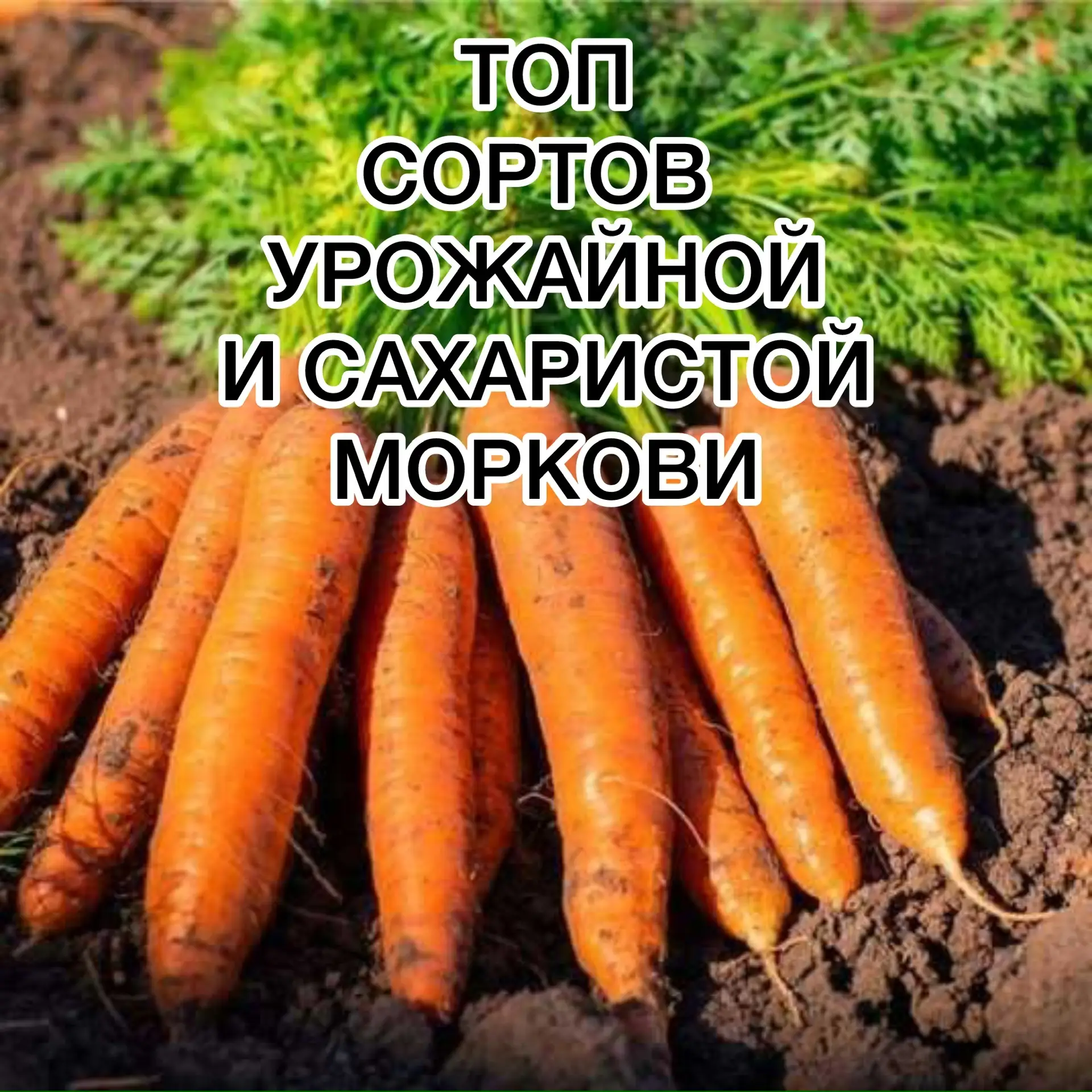 Продолжаем обзор по моим  Топ сортам  овощей  Сегодня на сцене Морковь, овощ, которого я сею много, 
