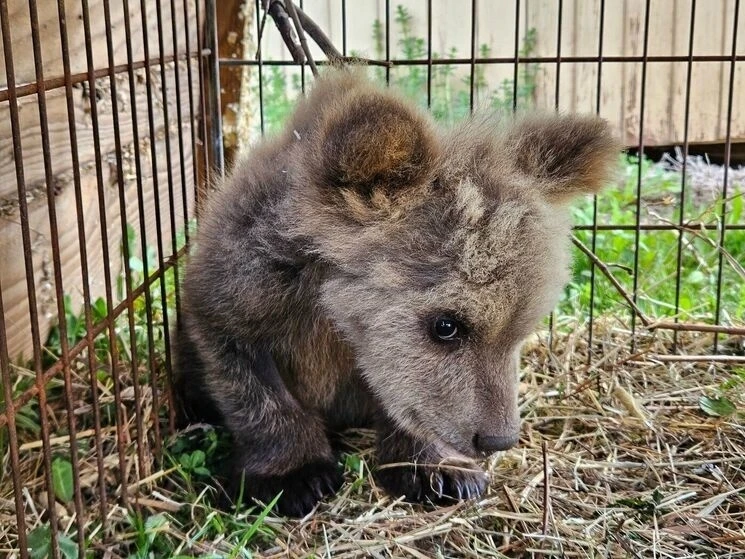 КНОПА ДЕРЖИТСЯ: Критическое состояние позади? 🔥    🐻‍❄ Экологи Центра спасения медвежат-сирот (Тор