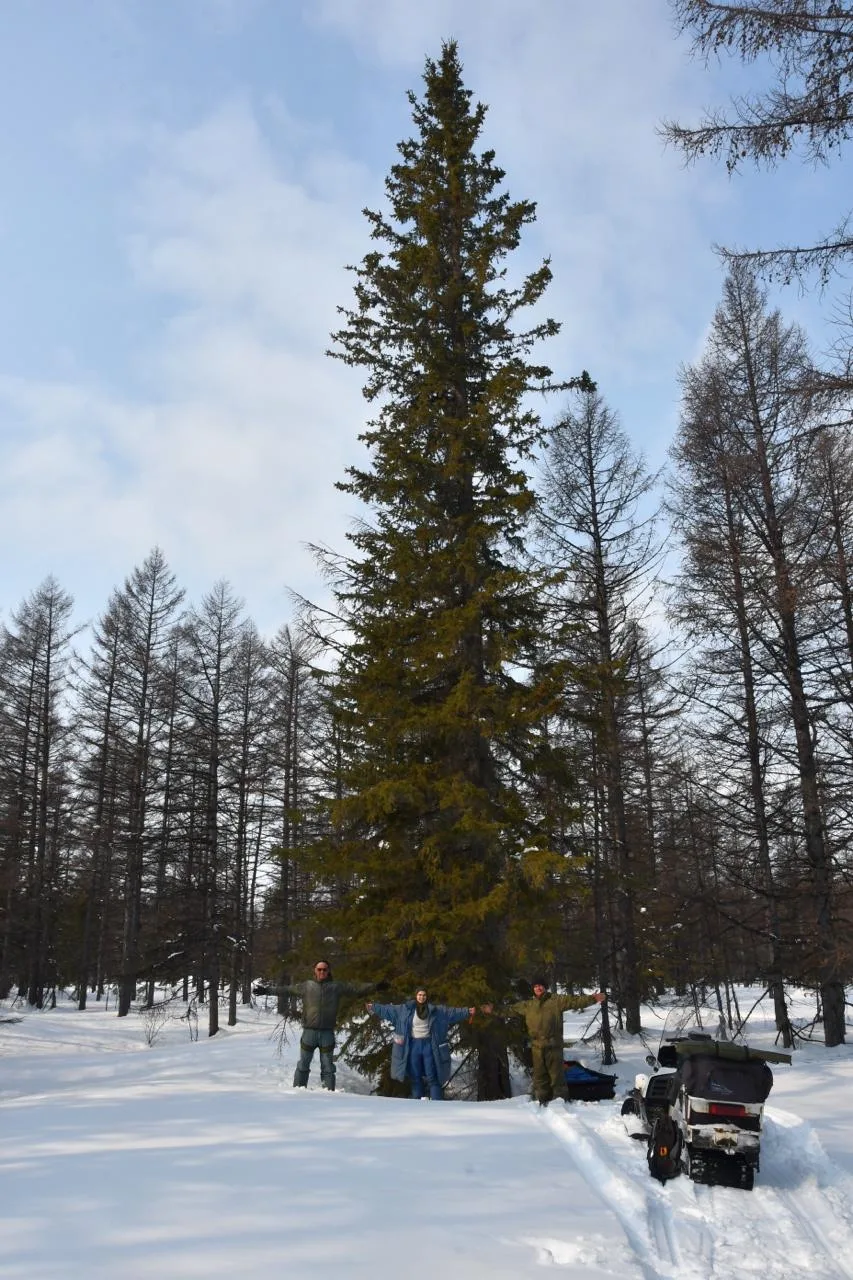 🌲 На Ямском участке заповедника "Магаданский" прошли исследования ели сибирской.