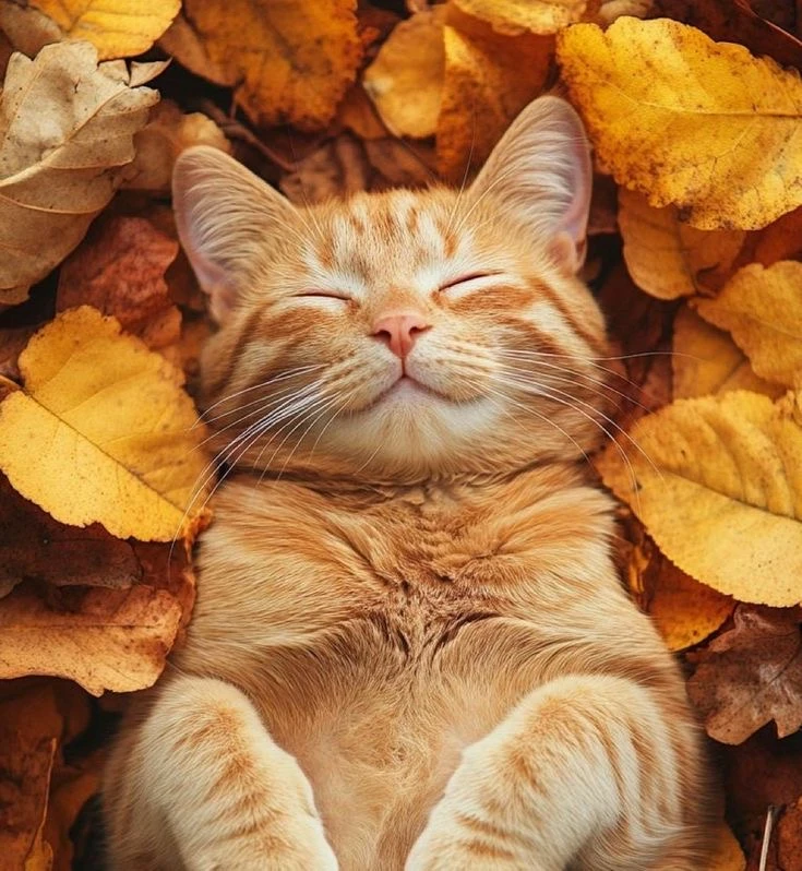 Осенняя фотоохота: что найти в парке, пока листья не облетели 🍂
