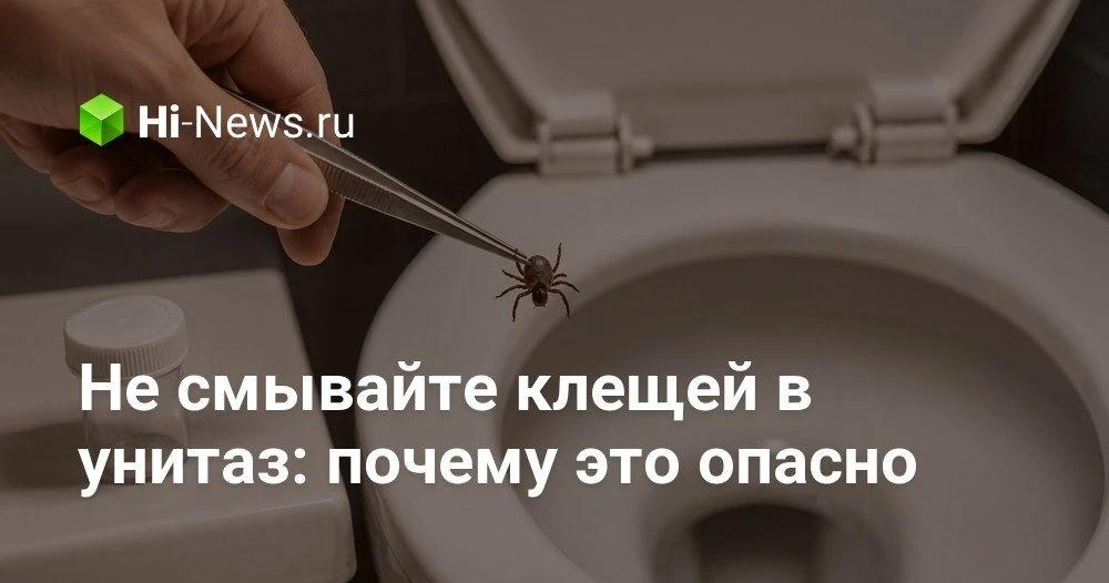 Почему нельзя смывать клещей в унитаз и что с ними делать на самом деле

Мы привыкли думать, что пос