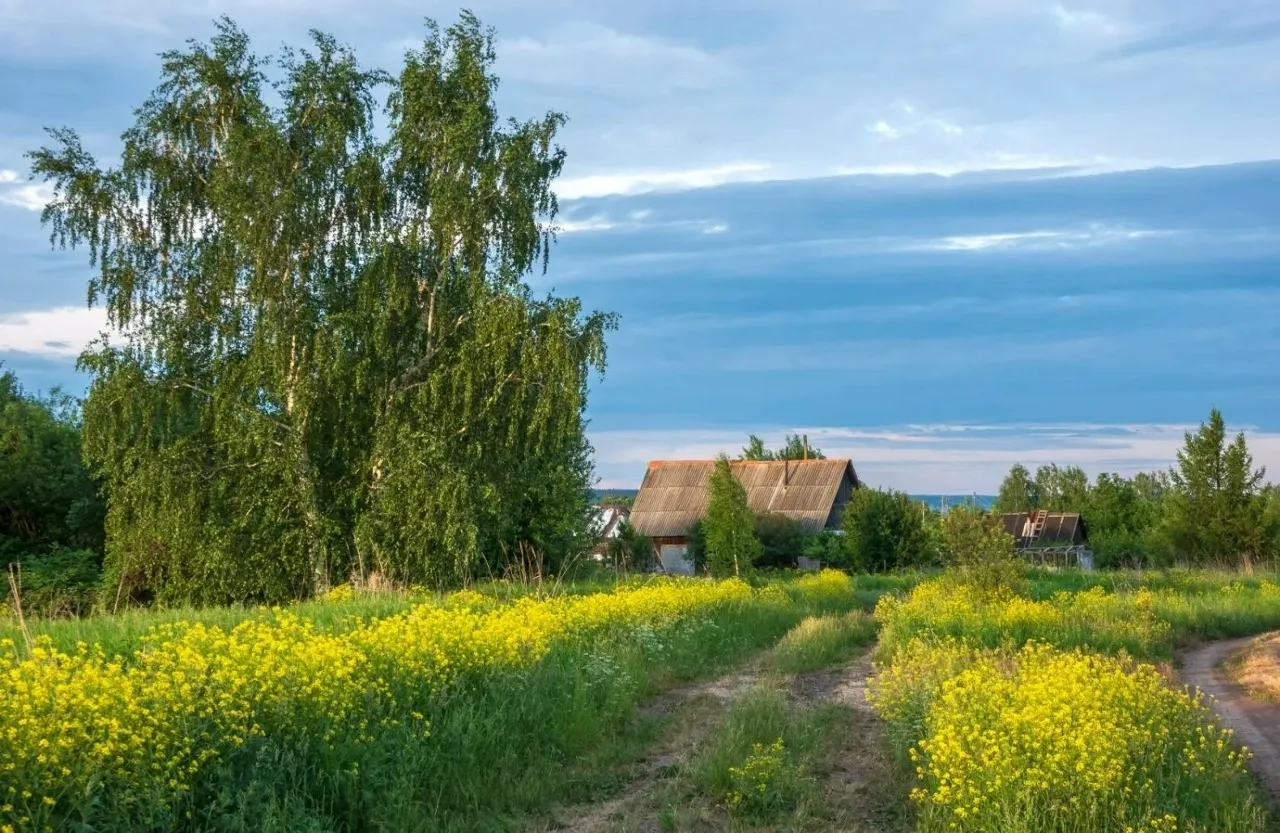 🌿 Тёплый и пасмурный июньский день в деревне Кайгородово в Пермском крае. Жёлтые цветущие луга слов
