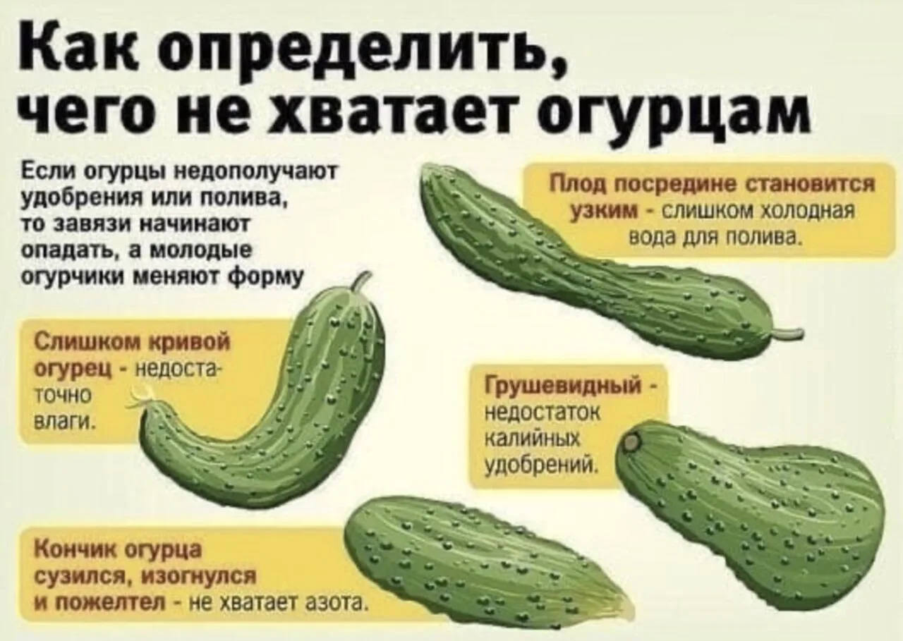 Изображение 1 к публикации «Моя Дача»