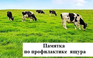 Памятка населению по профилактике ящура животных.
Ящур - вирусная, остро протекающая болезнь домашни