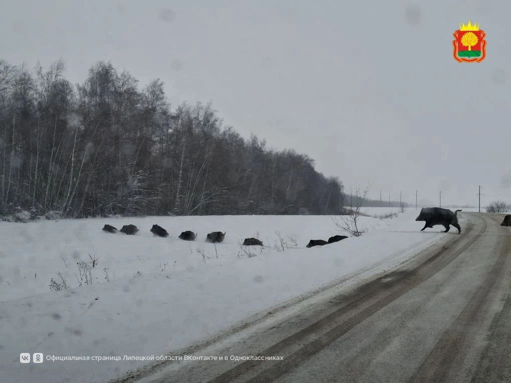 🐗 🐗 🐗 Многодетная семья кабанов попала в объектив липецких охотоведов. Животные пере...