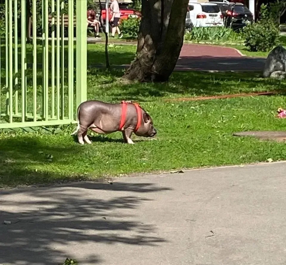 🐽Ничего необычного, просто на улице Декабристов заметили хрюнделя, гуляющего на поводке