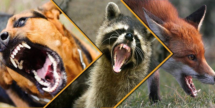 БЕШЕНСТВО: КАК НЕ УМЕРЕТЬ ПОСЛЕ УКУСА? 🦊🐕