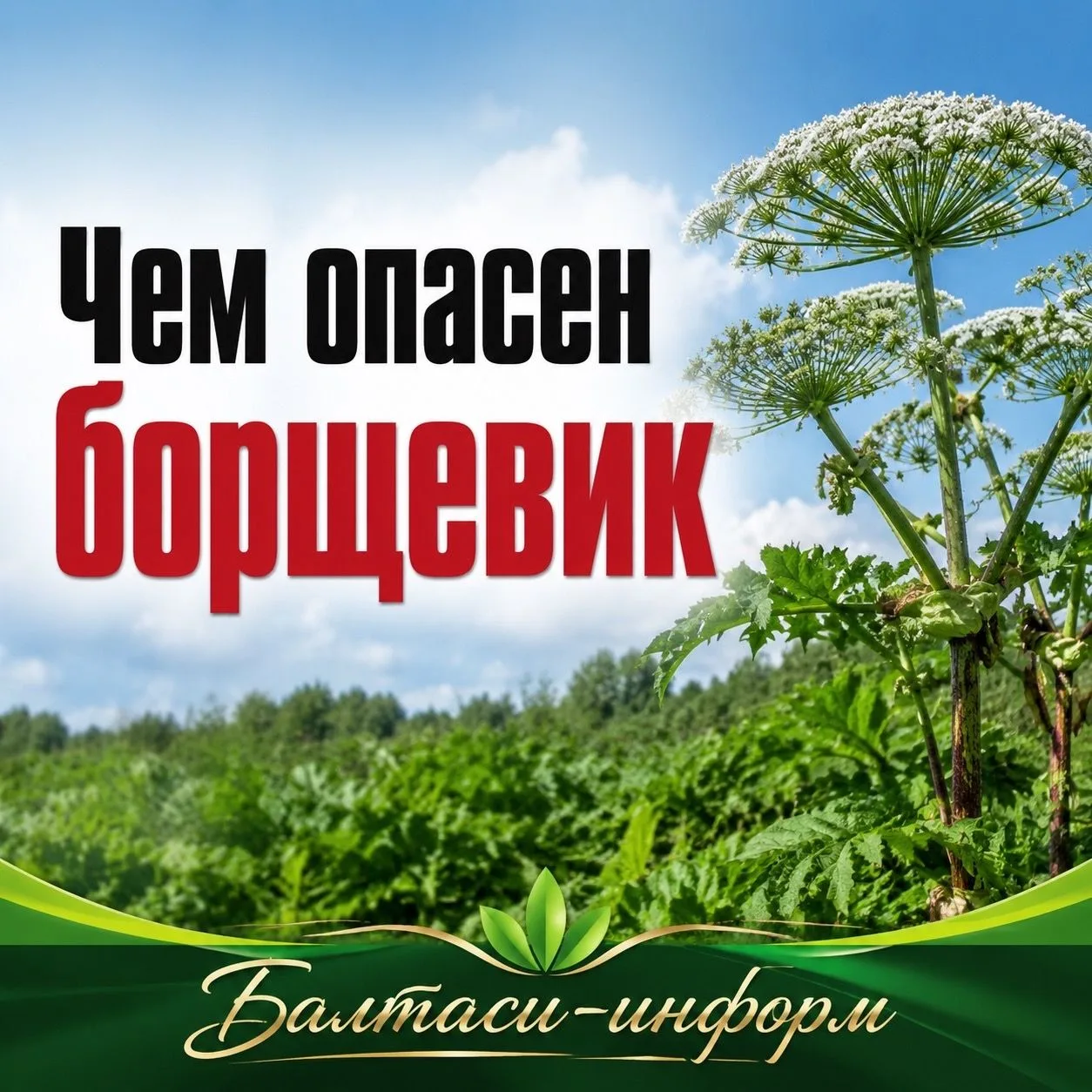 Опасен ли борщевик?
Подробно в карточках